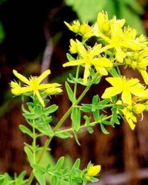 St. John's Wort P.E.